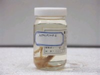 藏品(紫瓣魚)的圖片